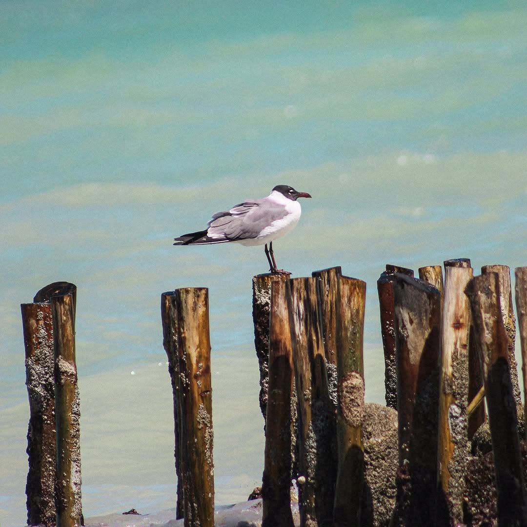 Ave en un rompe olas en la playa de Chuburná