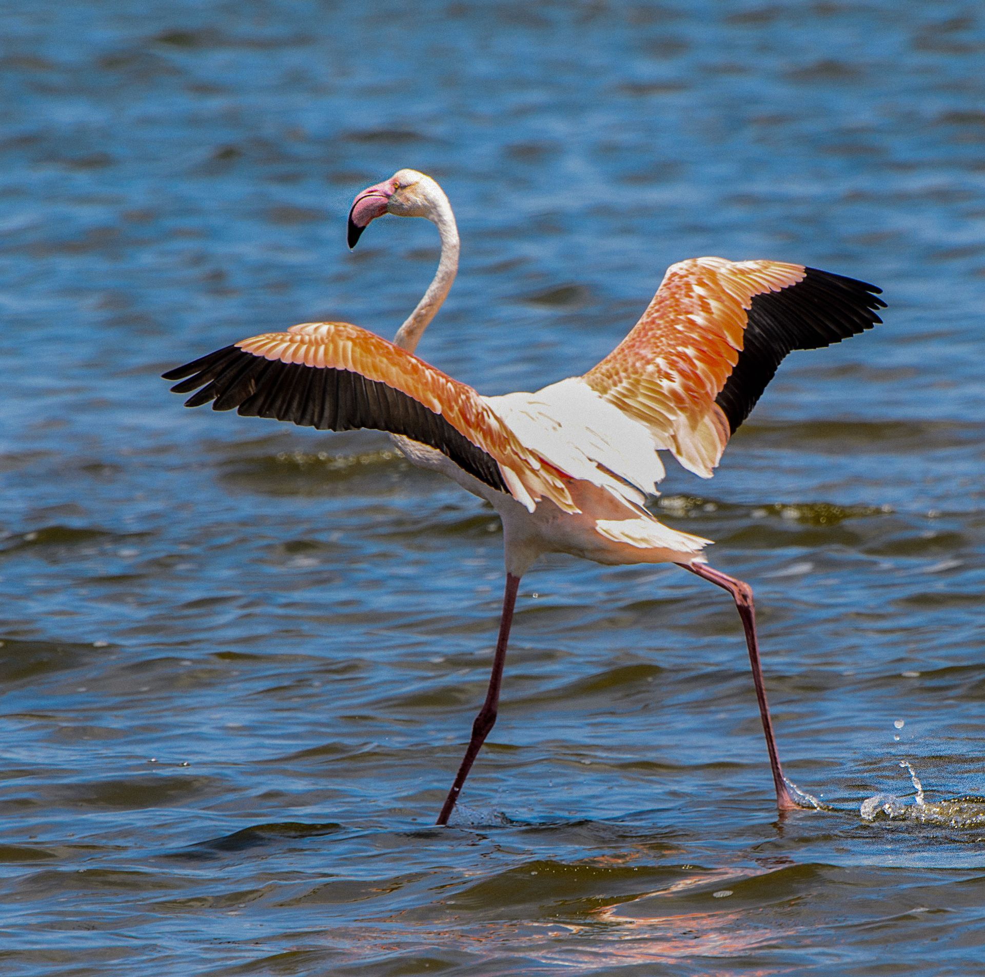 Flamengo en las dunas de Chuburná
