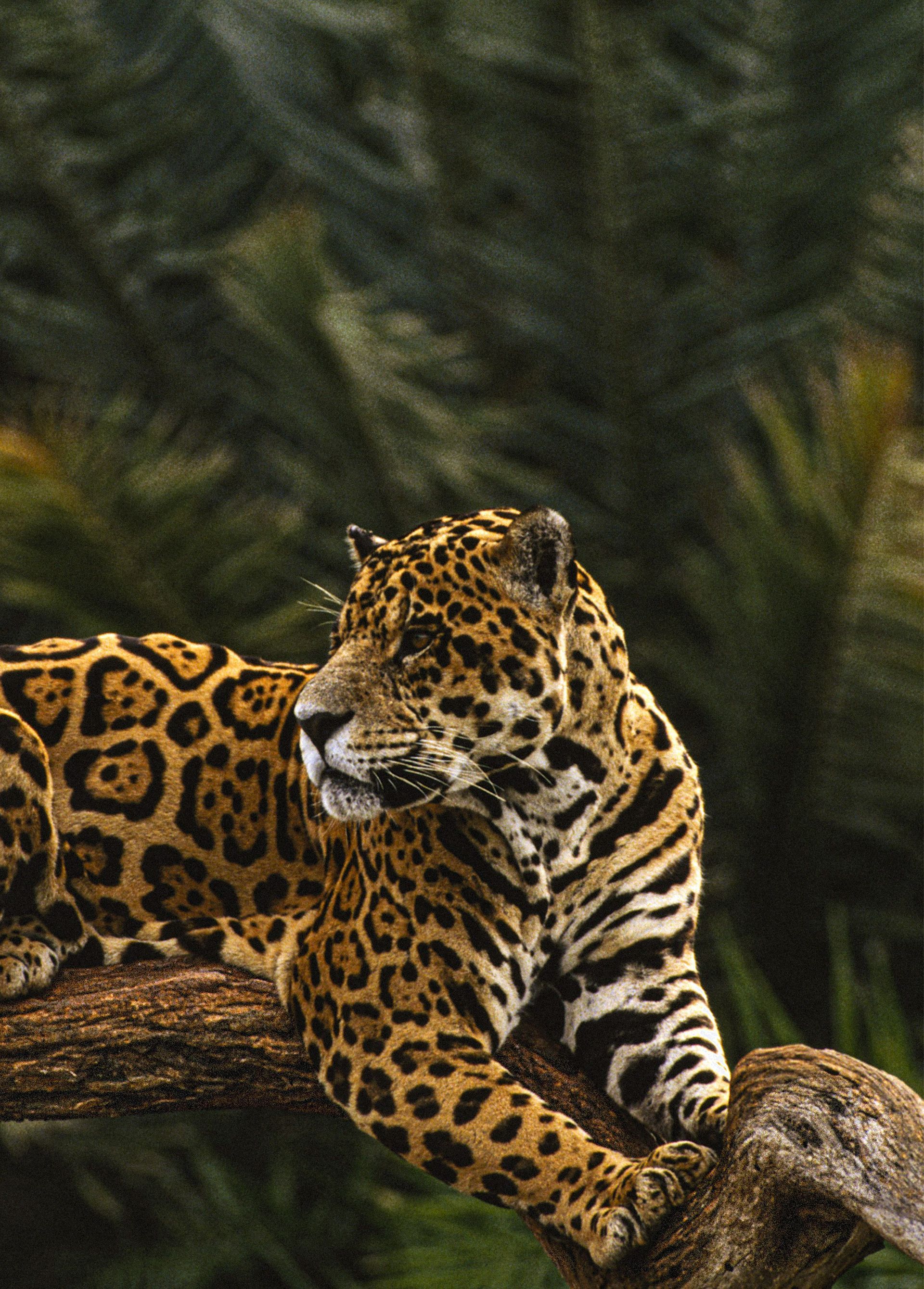 Jaguar en las selvas de Yucatán 