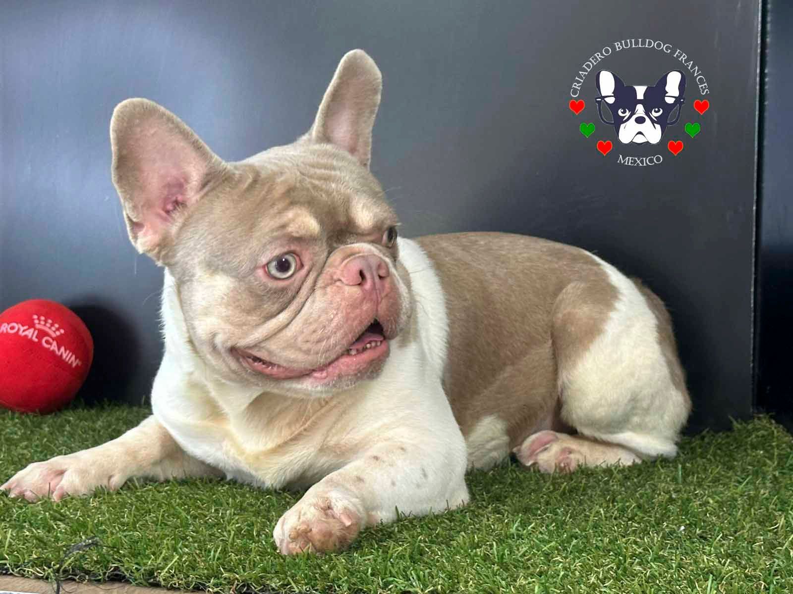 bulldog frances en venta