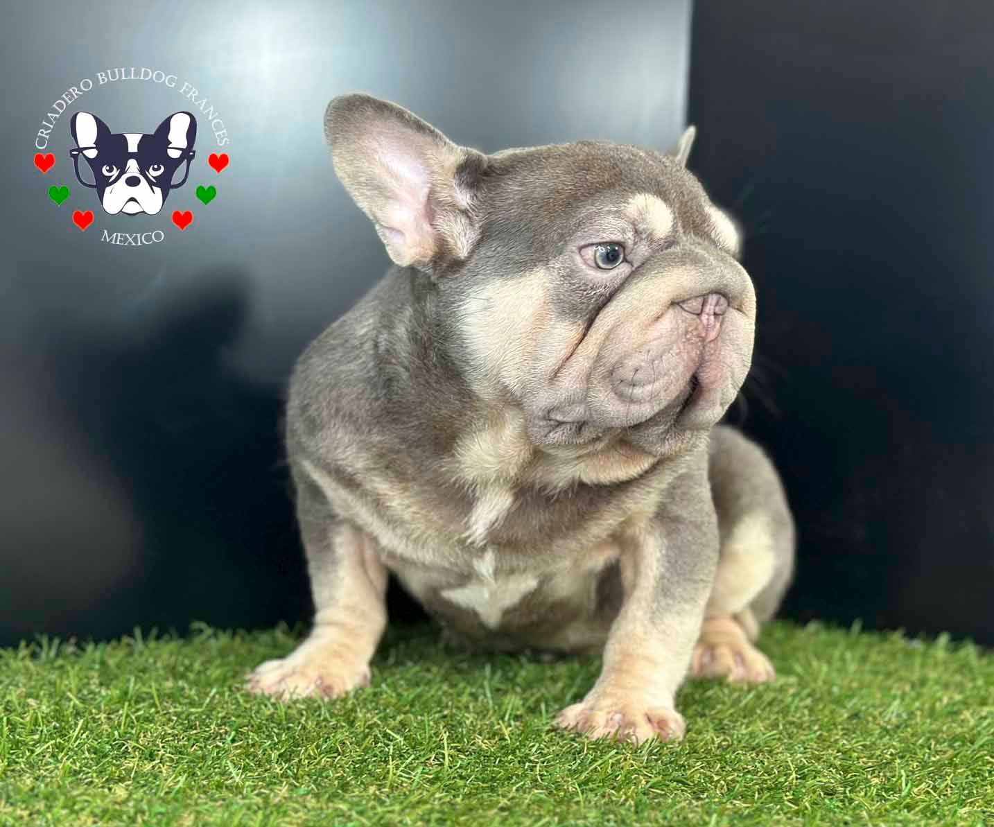 bulldog frances en venta