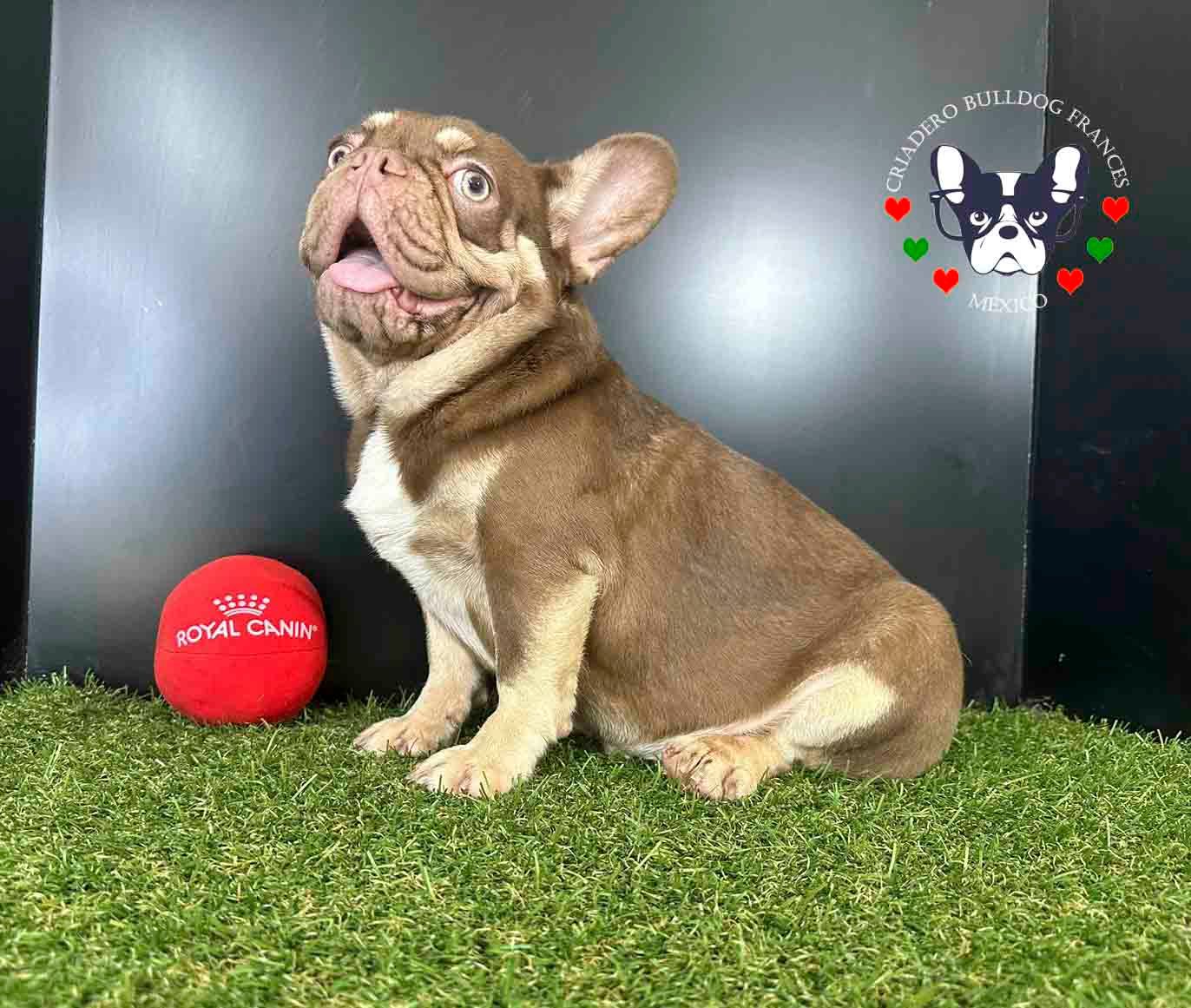 bulldog frances en venta