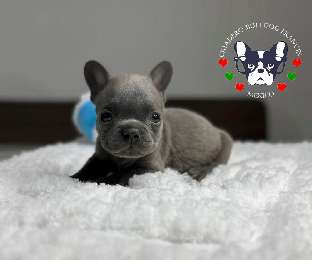 bulldog frances en venta