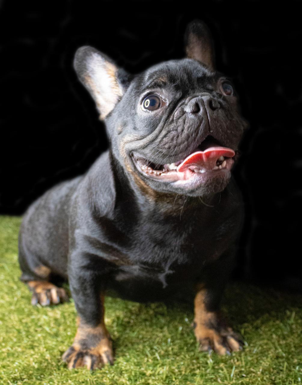 bulldog frances en venta