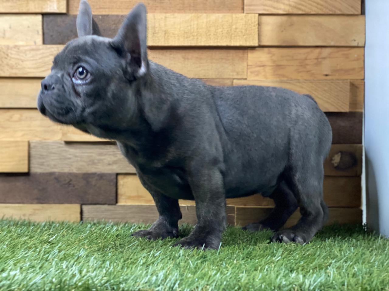 bulldog frances en venta