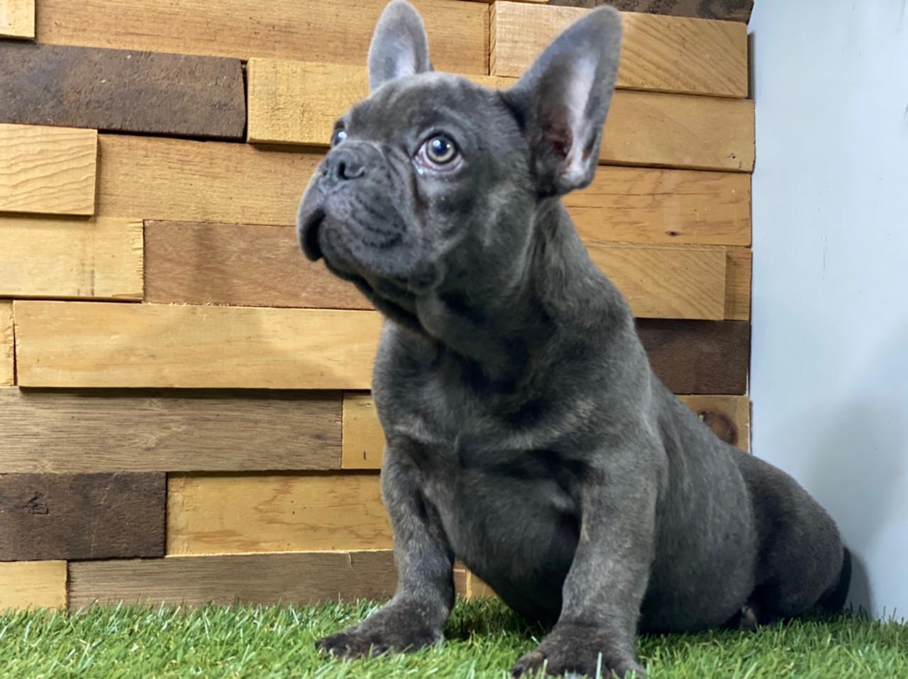 bulldog frances en venta