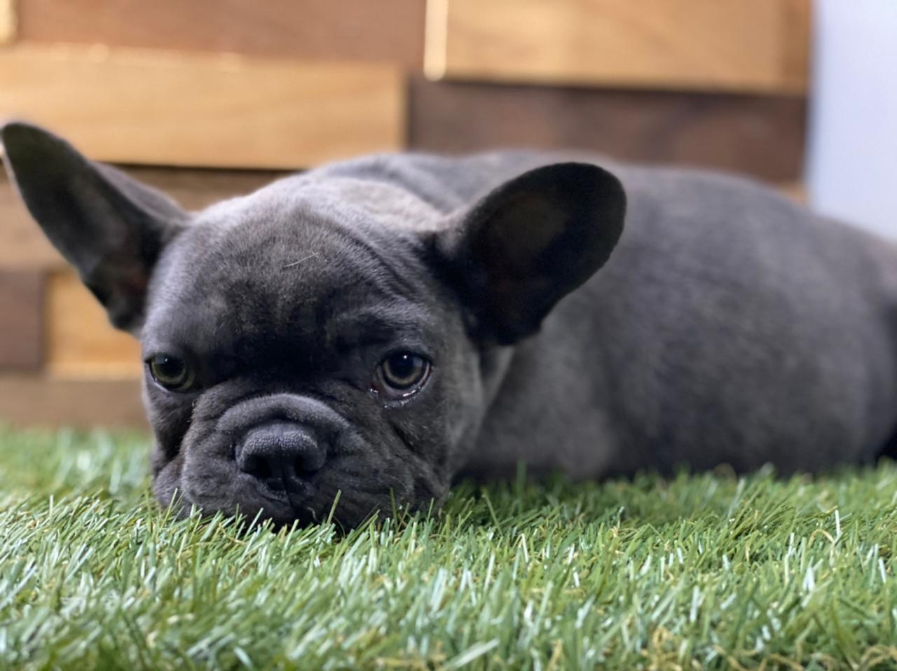 bulldog frances en venta