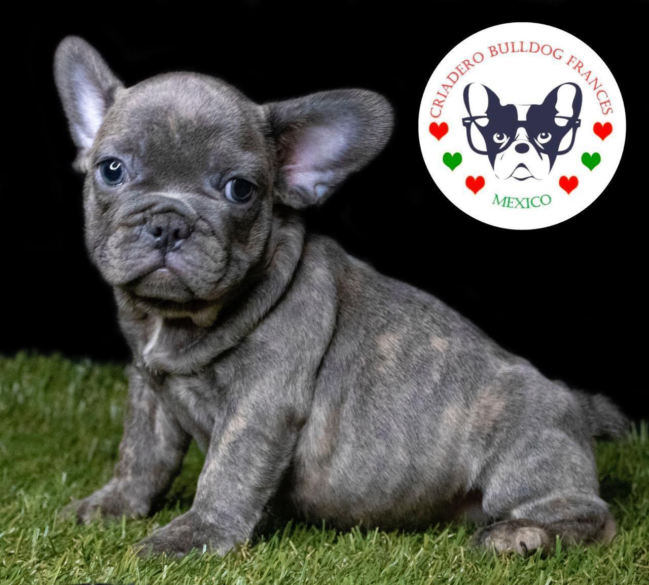 bulldog frances en venta