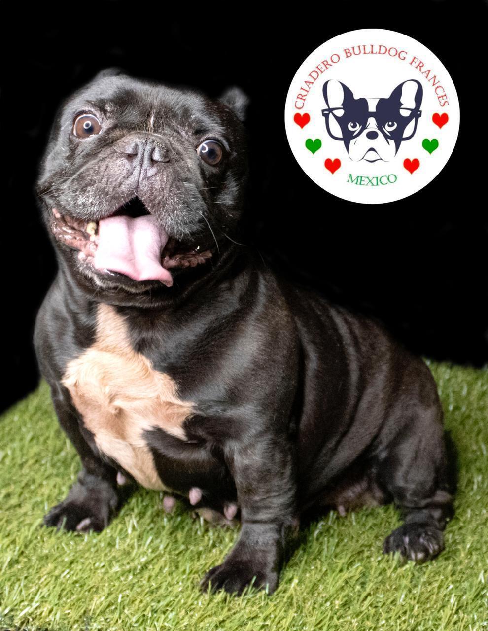 bulldog frances en venta