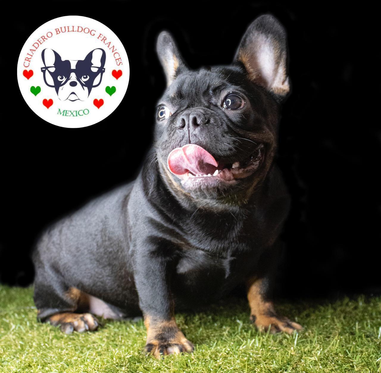 bulldog frances en venta