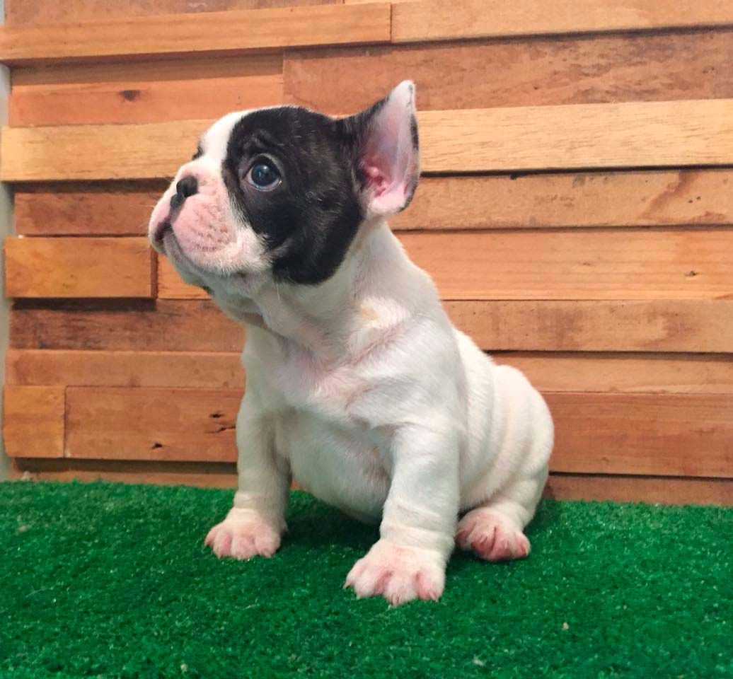 cachorro bulldog  frances