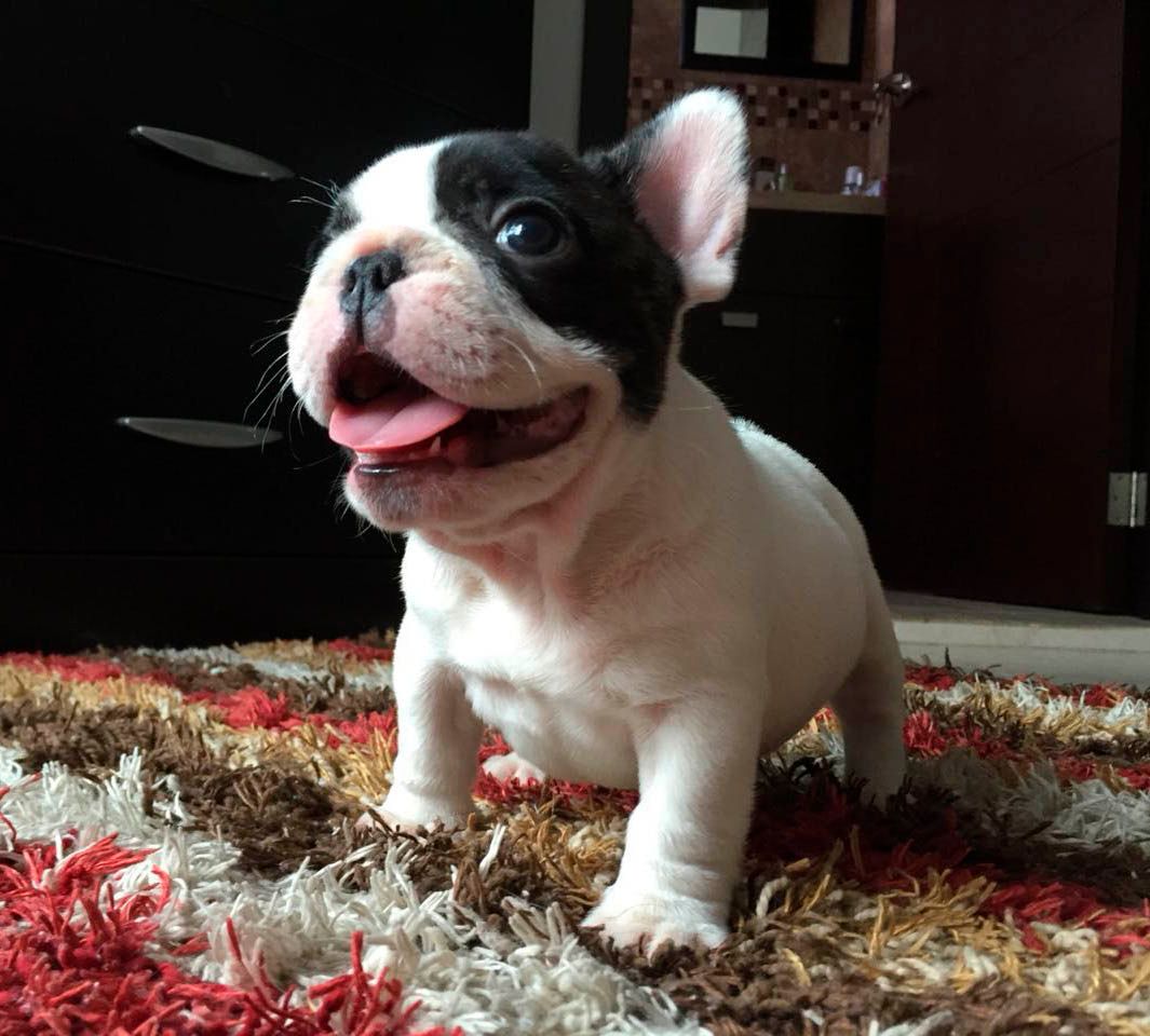 cachorro bulldog  frances
