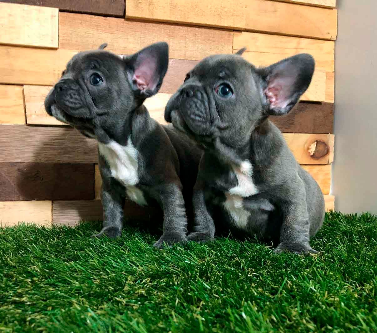 cachorro bulldog  frances