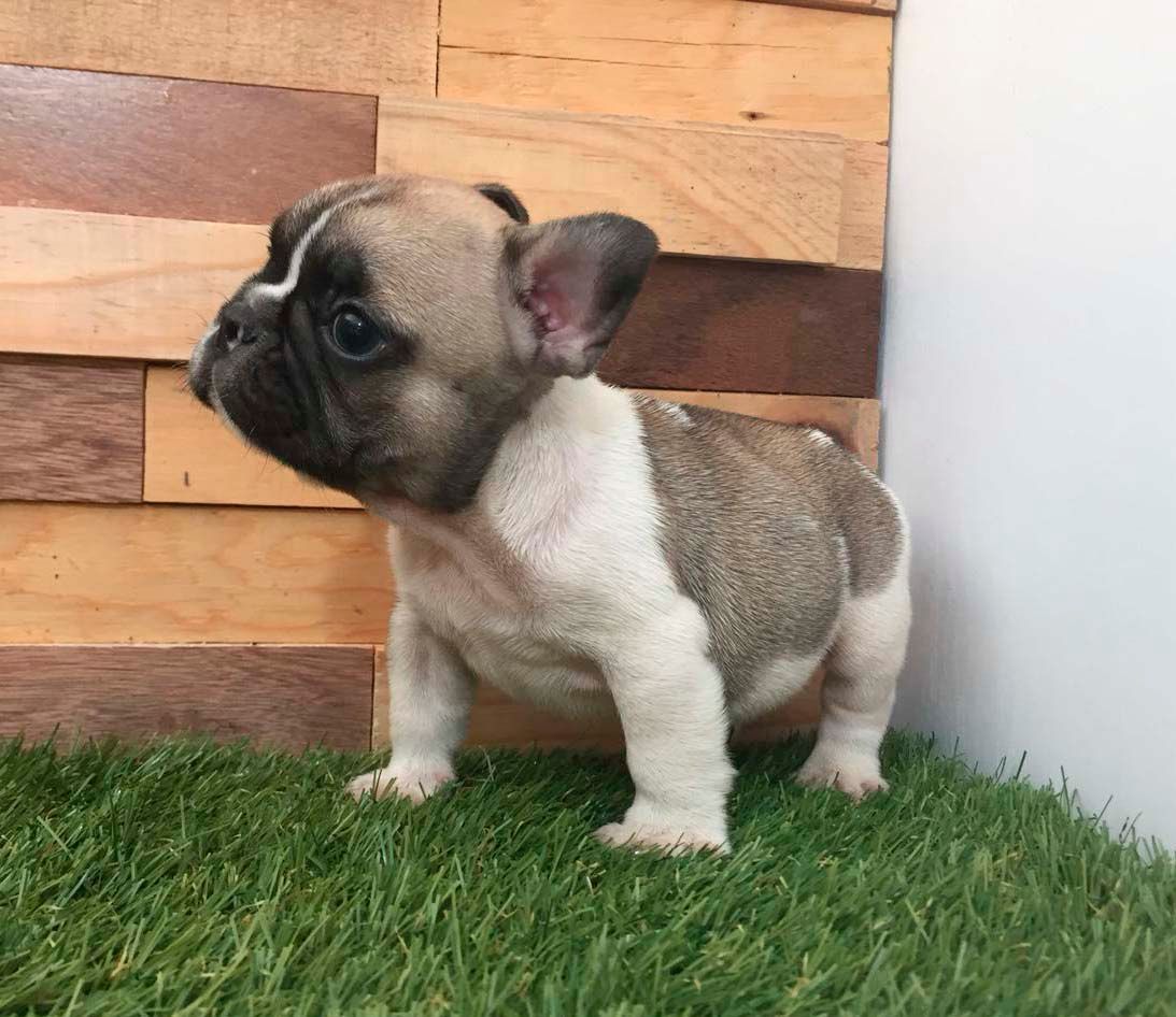 cachorro bulldog  frances