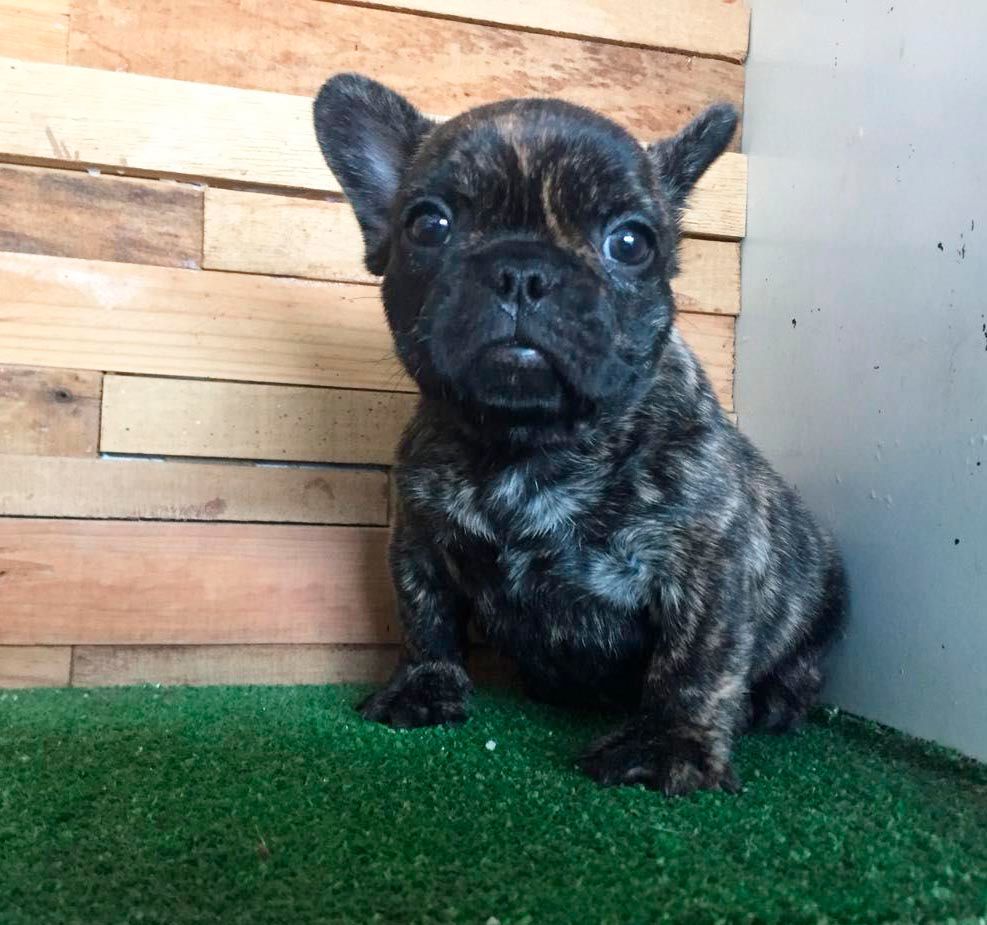 cachorro bulldog  frances