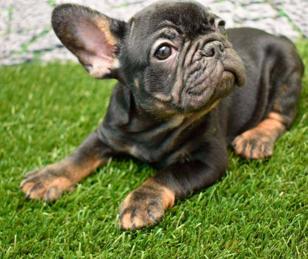 cachorro bulldog  frances