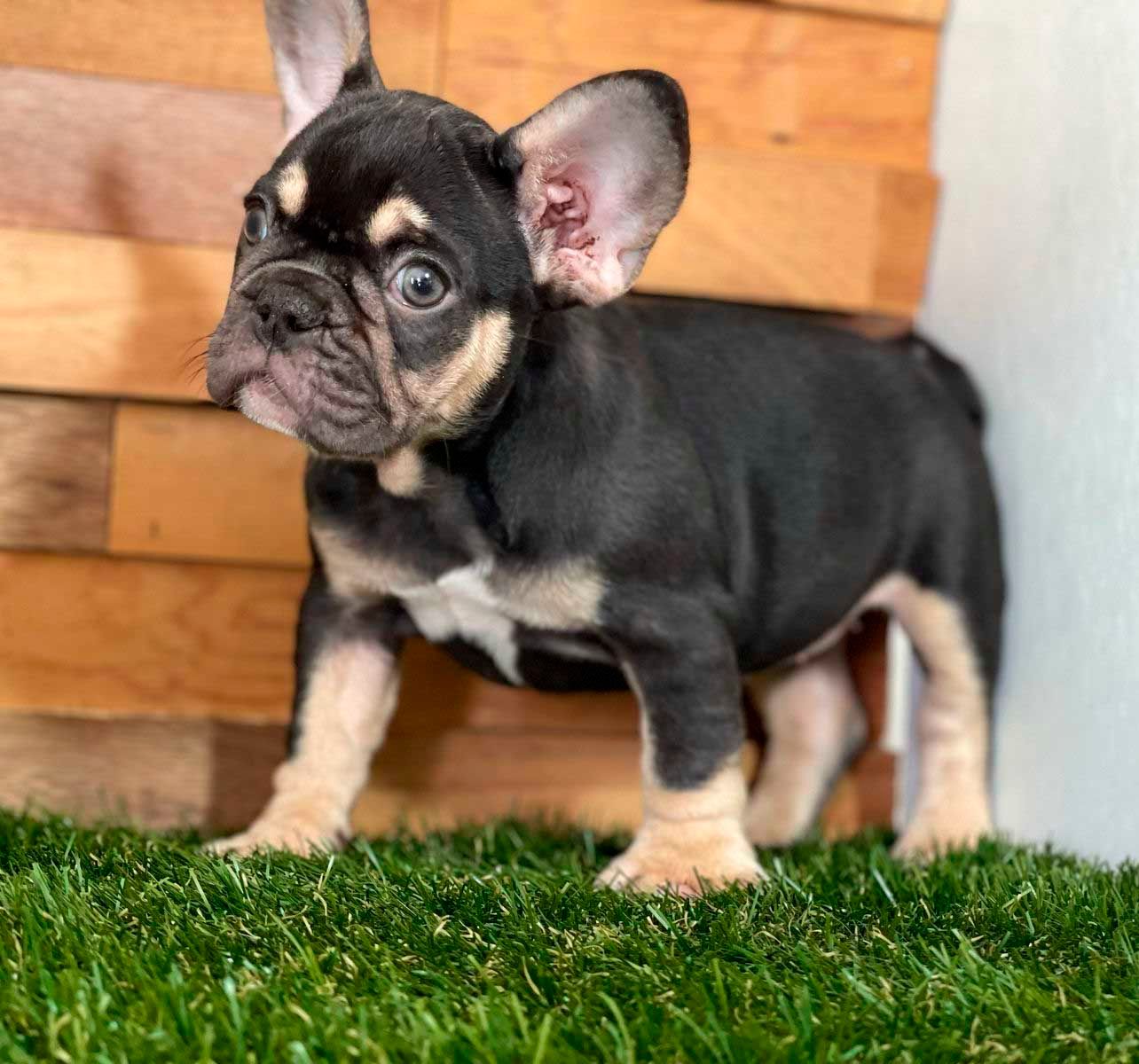 cachorro bulldog  frances