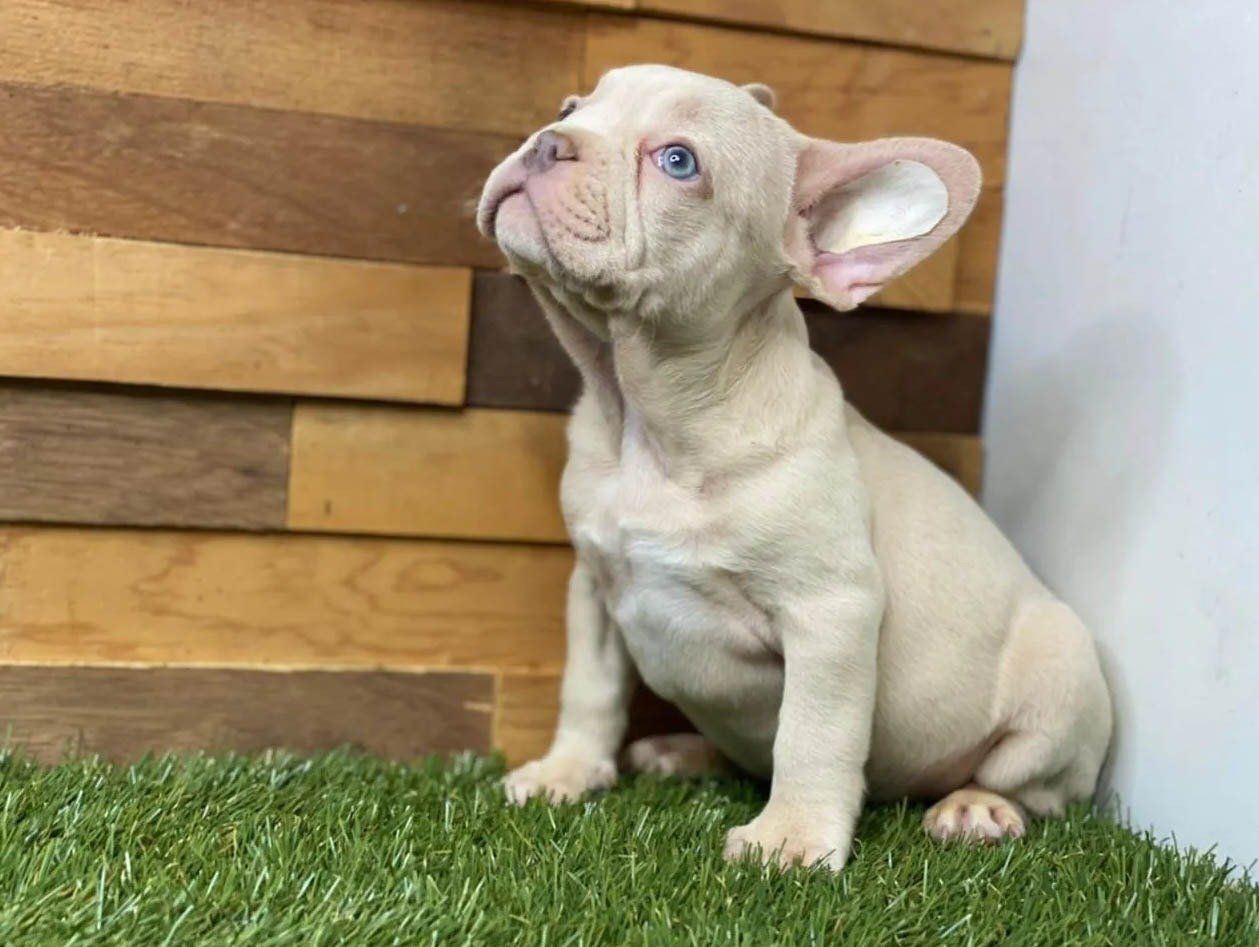 Bulldog Frances en Austin