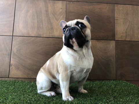 Bulldog Frances en Tepic