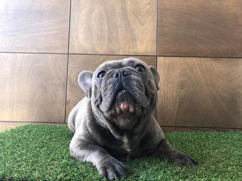 Bulldog Frances en Toluca