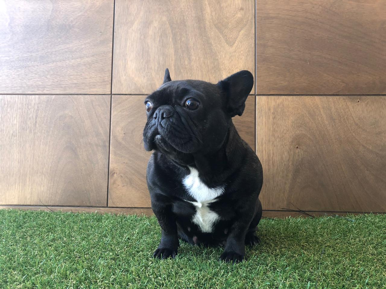 cachorros bulldog frances