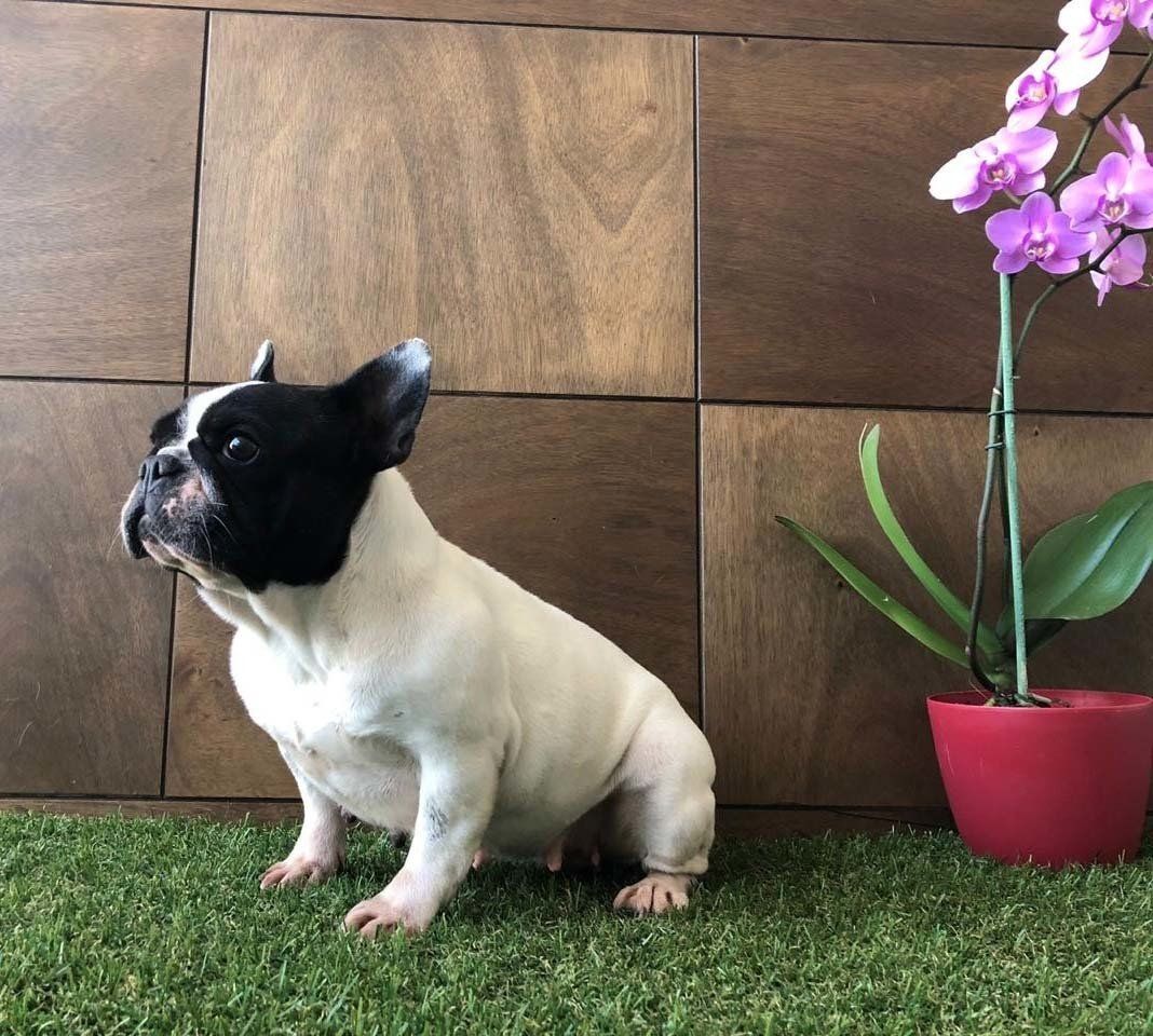 Bulldog frances en venta