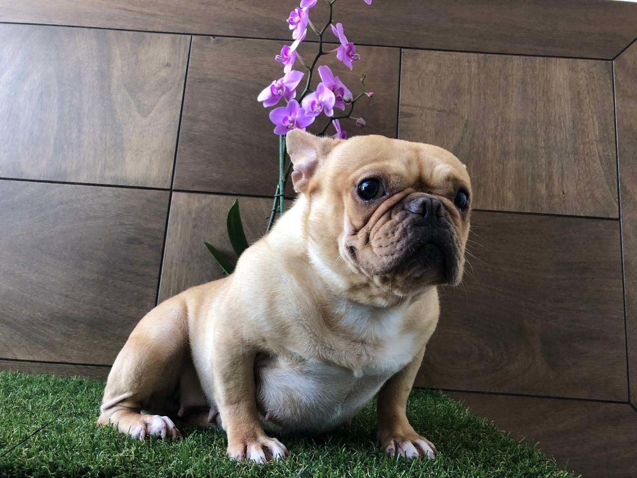 Bulldog frances en venta