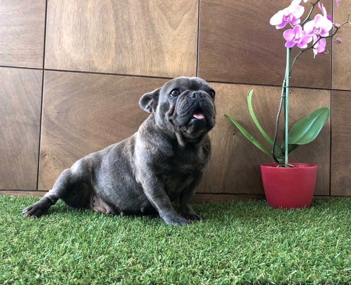 Bulldog frances en venta