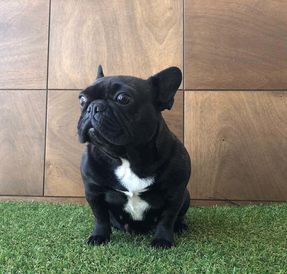 Bulldog frances en venta