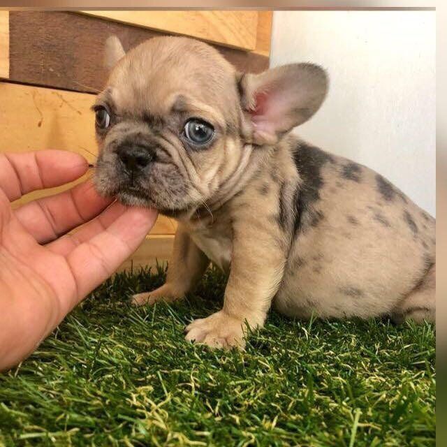 cachorro bulldog  frances