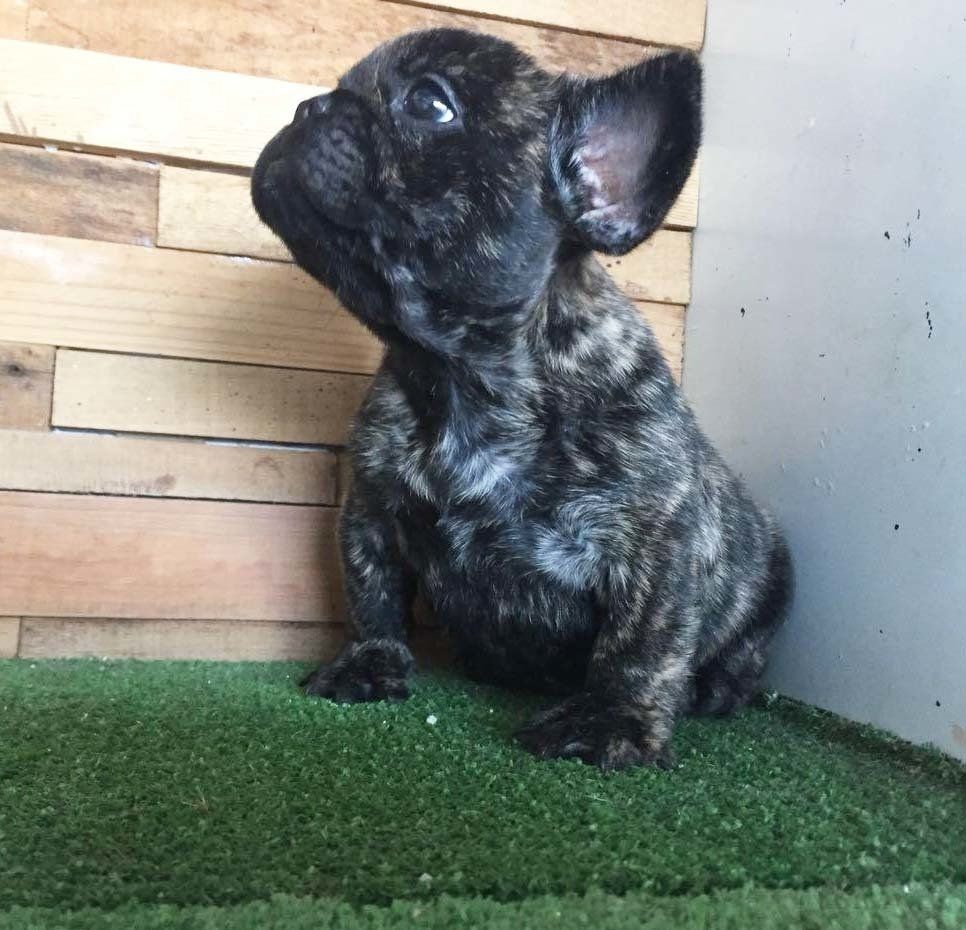 Cachorros Bulldog Frances en venta