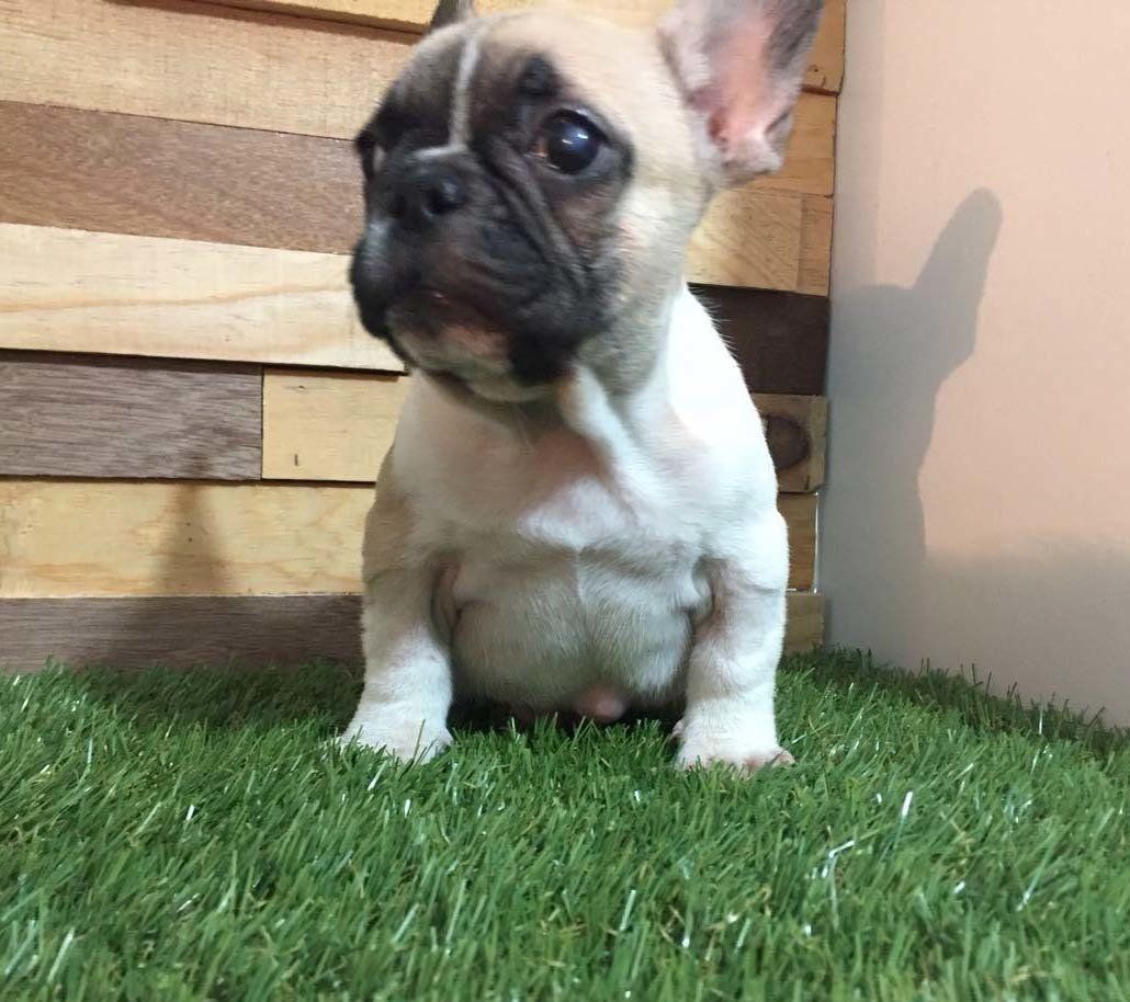 Cachorros Bulldog Frances en venta