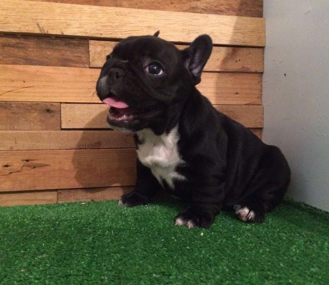 cachorro bulldog  frances