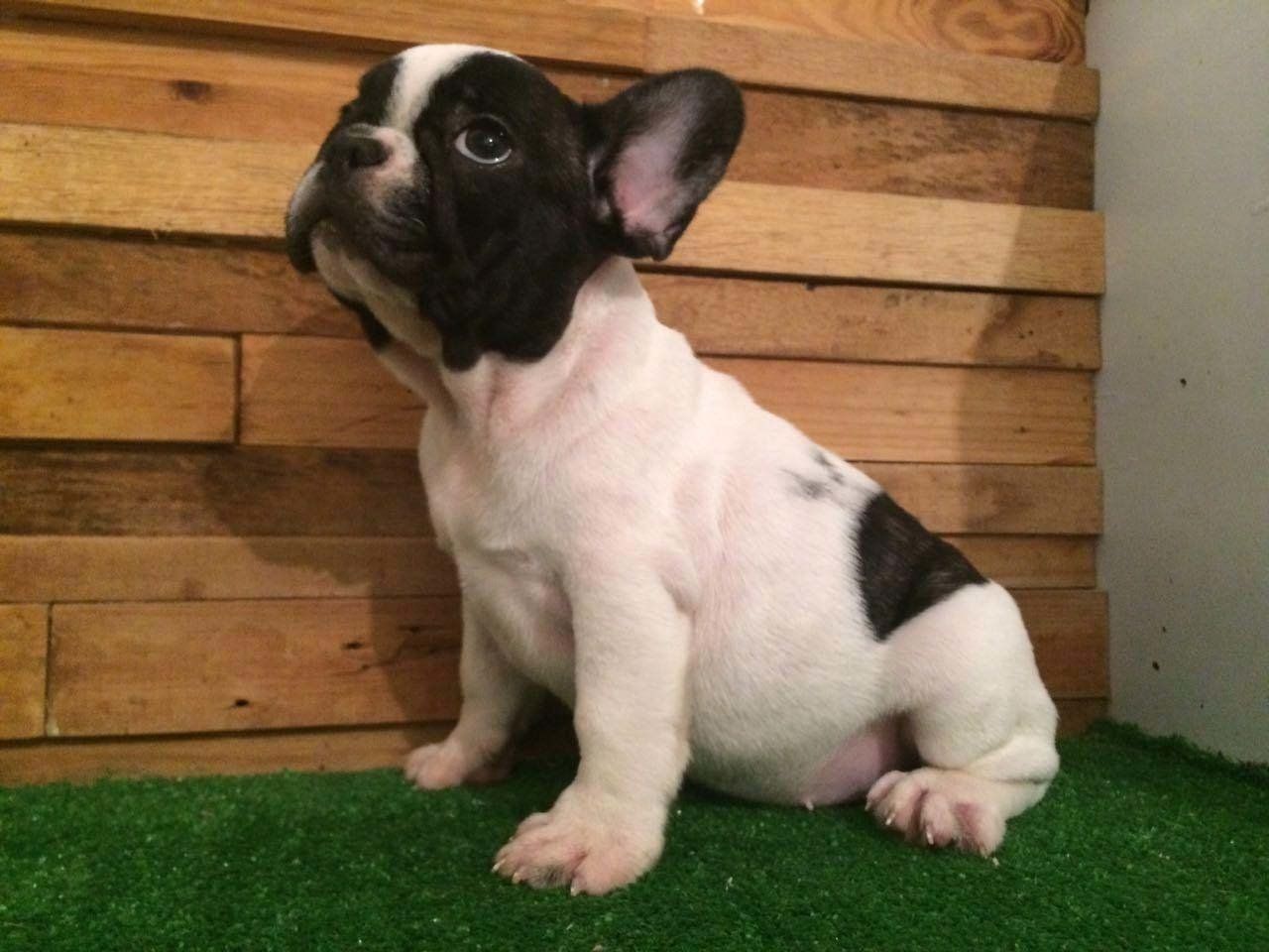 cachorro bulldog  frances