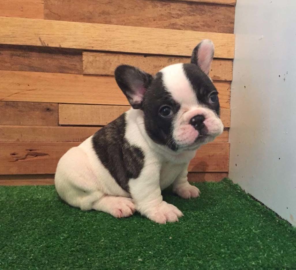 Cachorros Bulldog Frances en venta