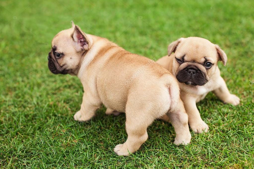 cachorros bulldog frances