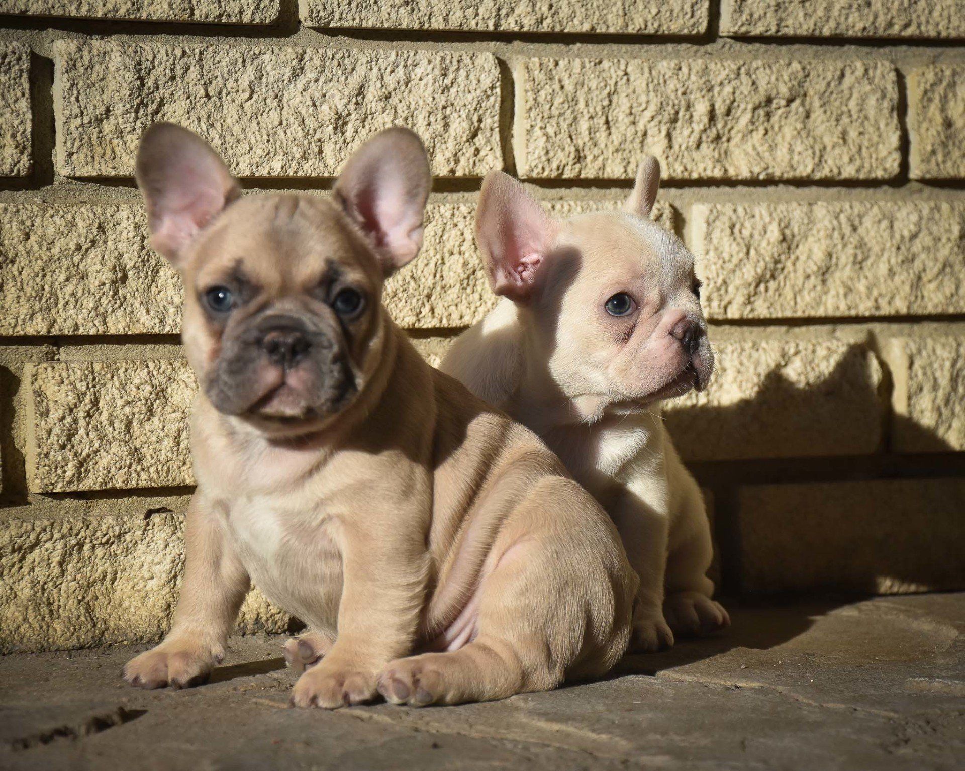 cachorros bulldog frances