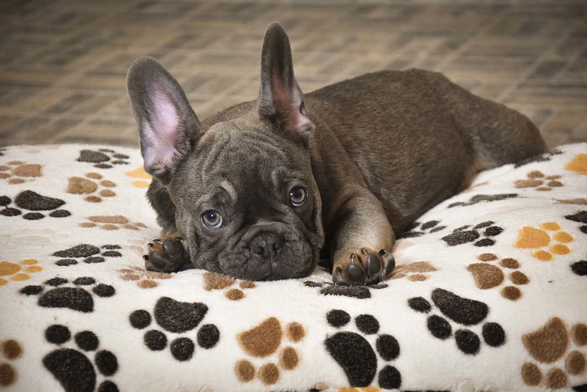 cachorros bulldog frances
