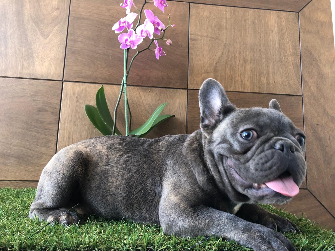 cachorros bulldog frances