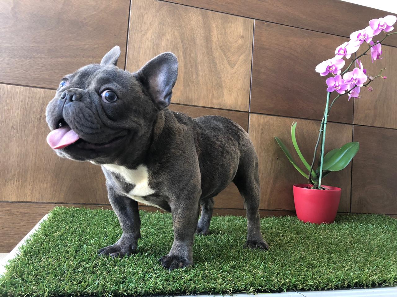 Bulldog Frances en venta