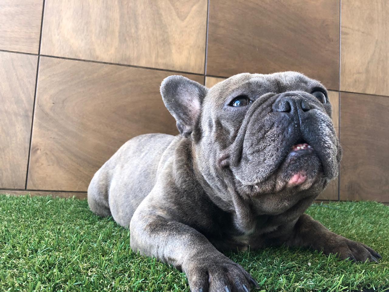 cachorros bulldog frances