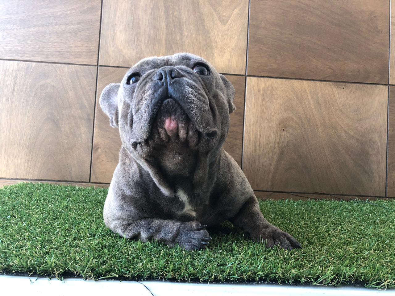 cachorros bulldog frances