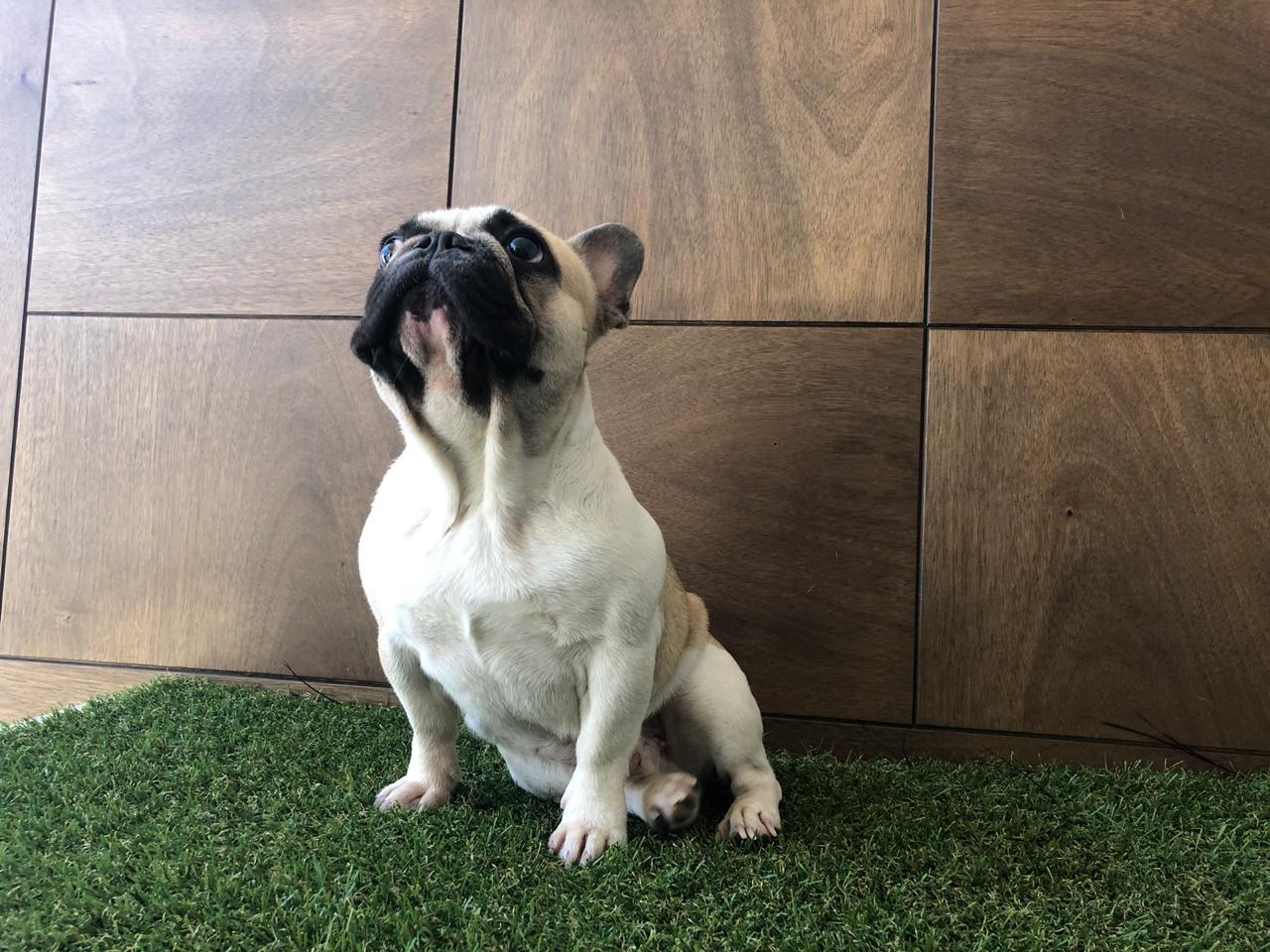 cachorro bulldog franes