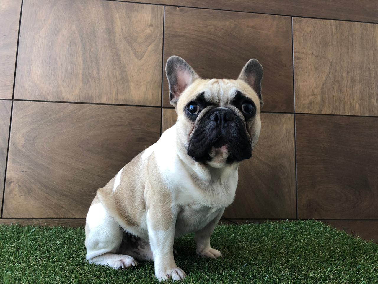 cachorros bulldog frances