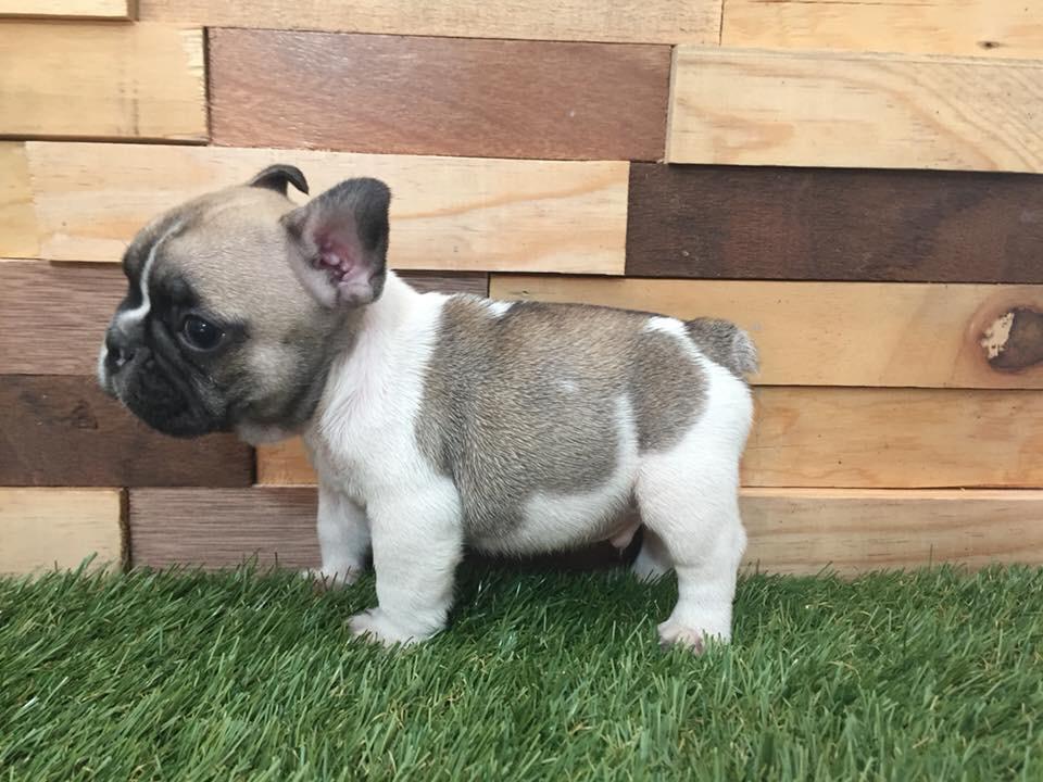 cachorros bulldog frances