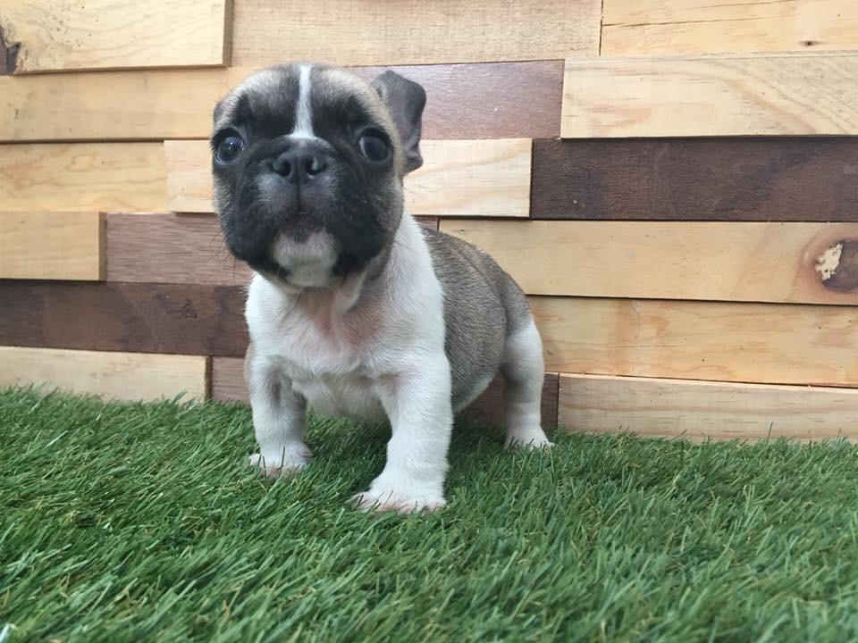 cachorro bullodg franes