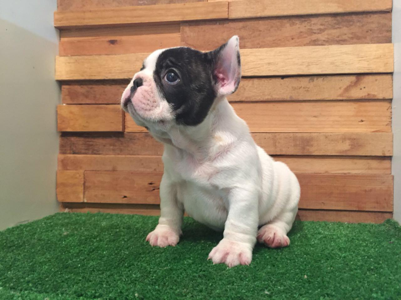 cachorros bulldog frances