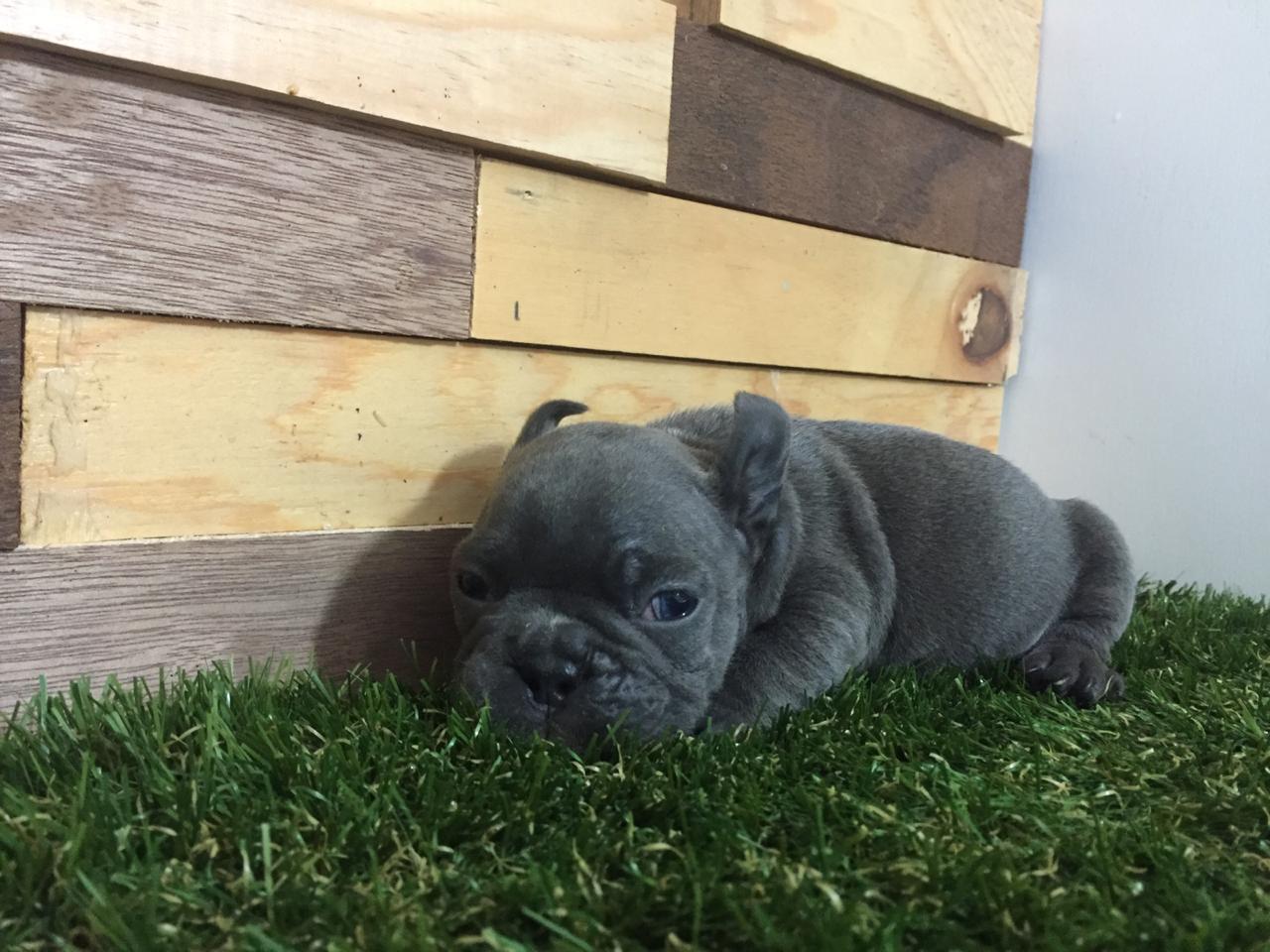 cachorros bulldog frances