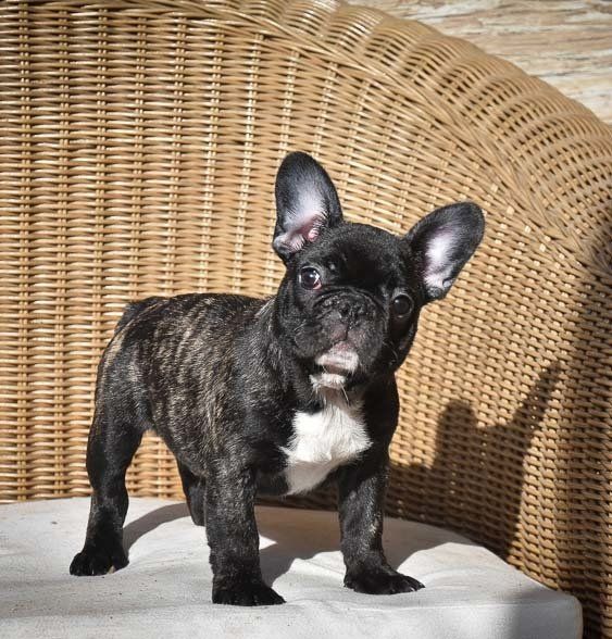 cachorros bulldog frances