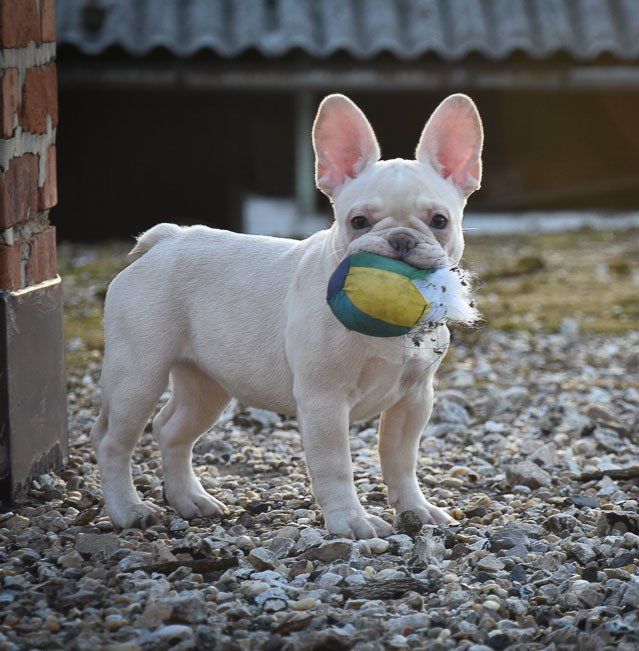 cachorros bulldog frances